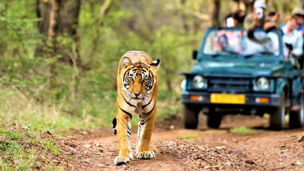 kumbhalgarh-wildlife-sentury (1)